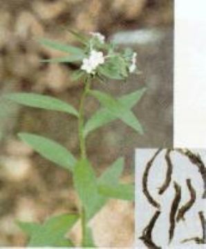 Lithospermum Erythrorhizon Extract  